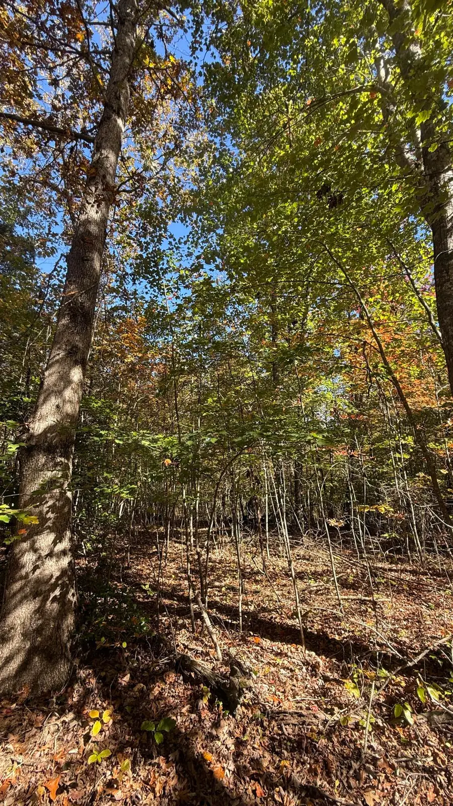 00 Owl Hollow Road #Lot 7, Palmer, TN 37365 - Image #2