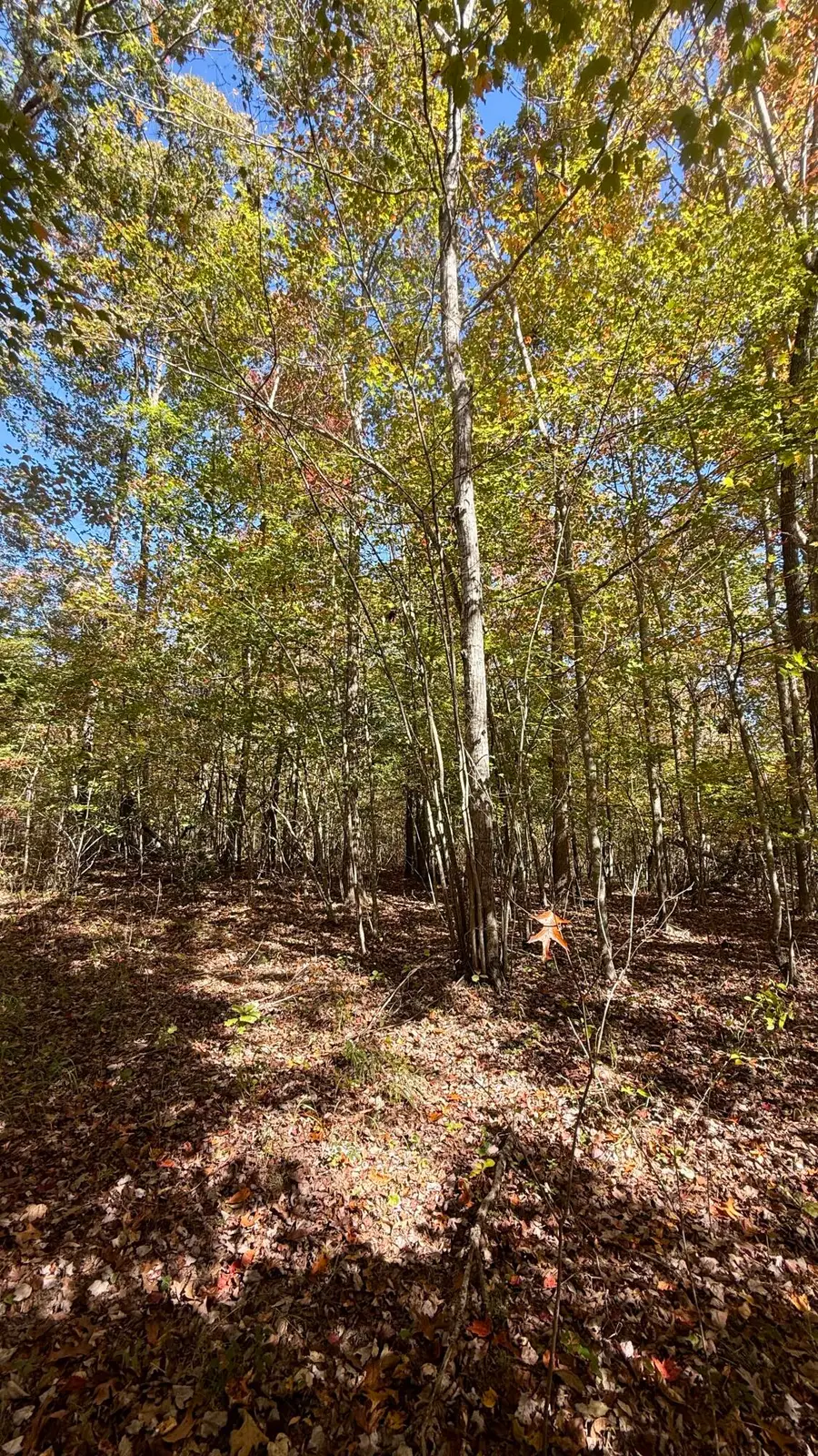 00 Owl Hollow Road #Lot 7, Palmer, TN 37365 - Image #3