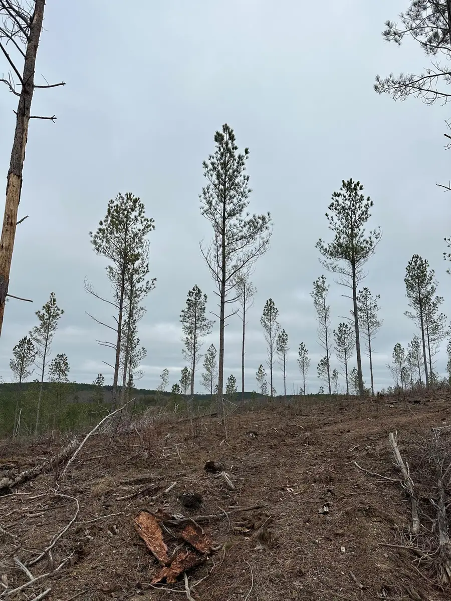 Tract 25 Thomas Springs Road #25, Crossville, TN 38572 - #2