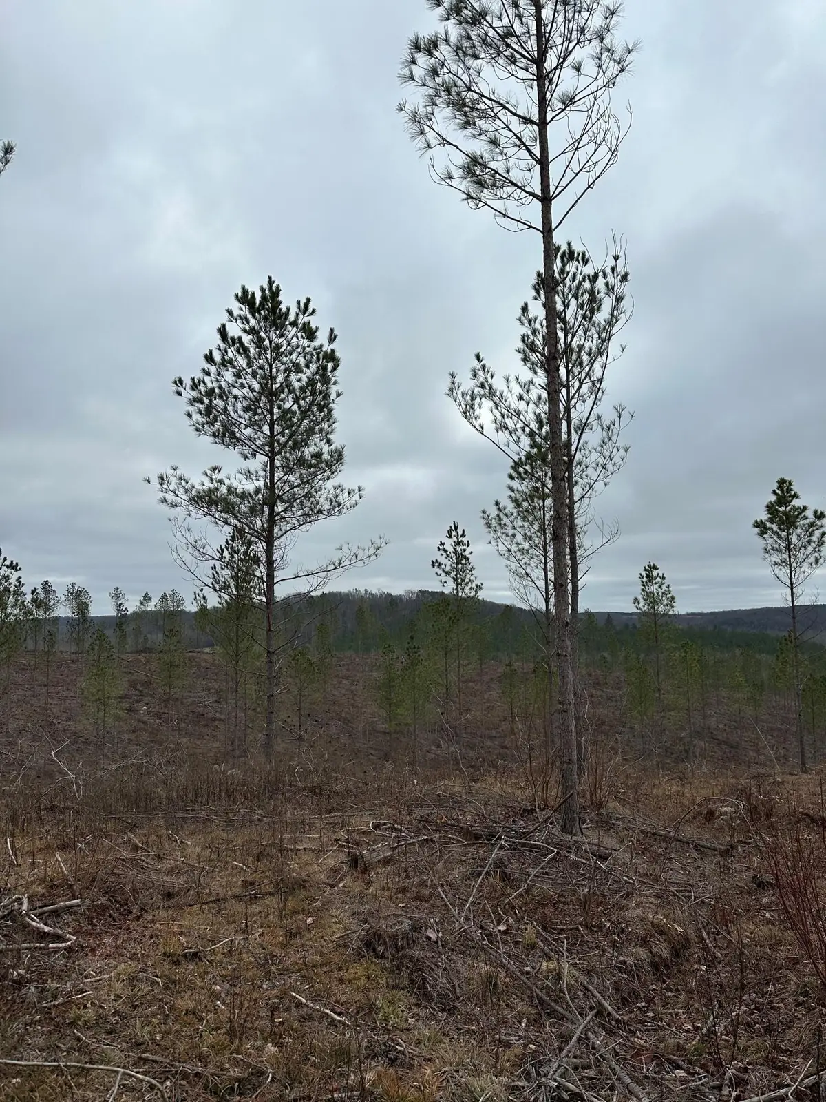 Tract 24 Thomas Springs Road #24, Crossville, TN 38572 - #1