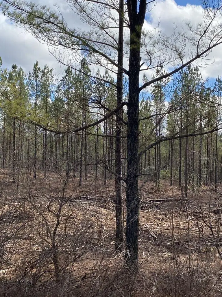 Lot 5 Thomas Springs Road #Lot 5, Crossville, TN 38572 - #2