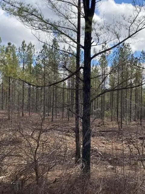 Lot 7 Thomas Springs Road #Lot 7, Crossville, TN 38572 - #2