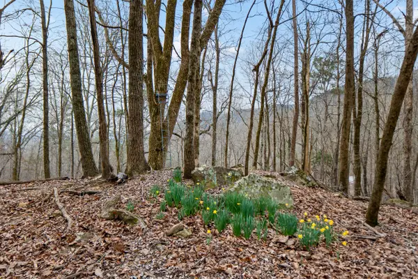 Lot 8 Raulstontown, South Pittsburg, TN 37380
