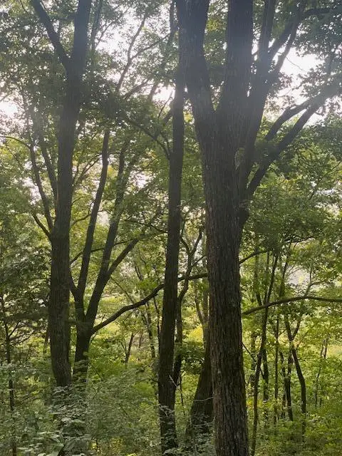 00 Mcgregor Lane #17, McMinnville, TN 37110 - #1