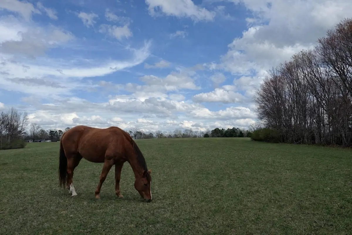 0 Alabama Highway #71, Flat Rock, AL 35966 - #1