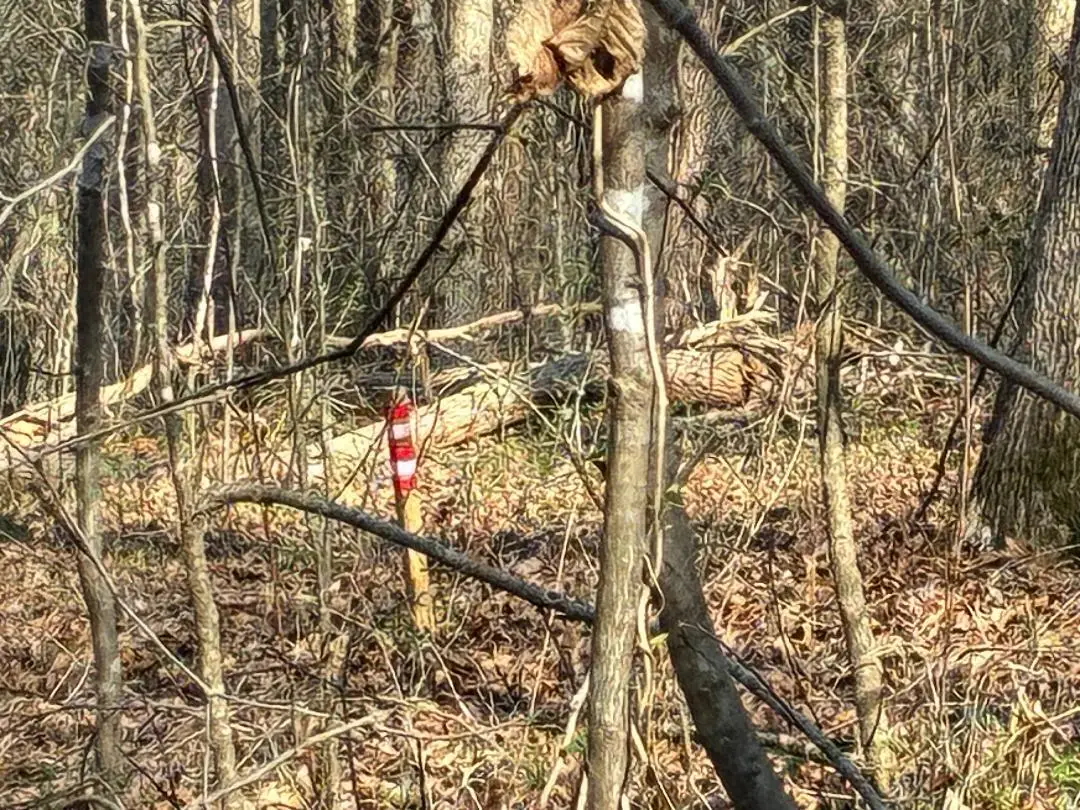 13356 Ellison Trace, Birchwood, TN 37308 - #1