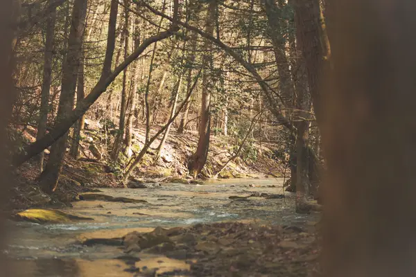 12733 Jones Gap Road, Soddy Daisy, TN 37379