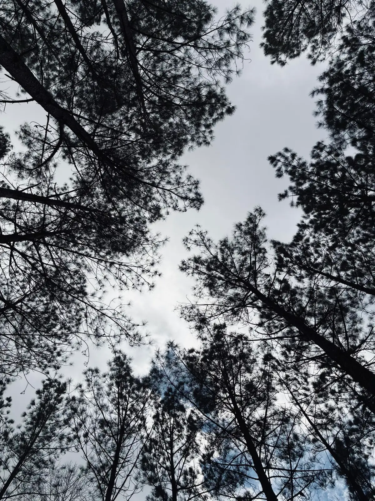 215 Honeybee Court #Jf-407, Jasper, TN 37347 - #1