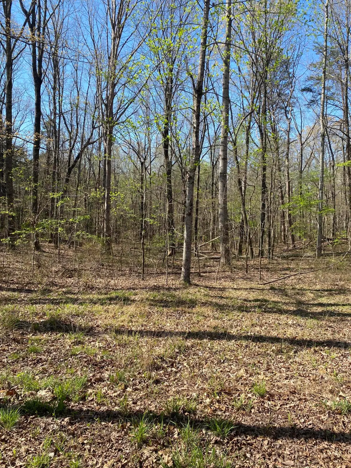362 Haynes Road, Sewanee, TN 37375 - #1