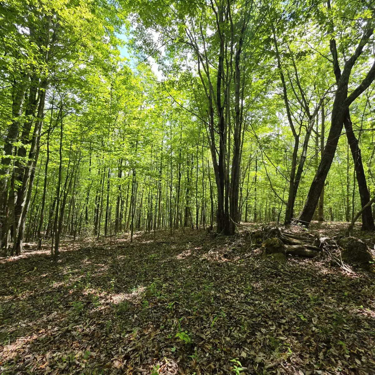 Lot 15b Cluck Cove Road, South Pittsburg, TN 37380 - #1