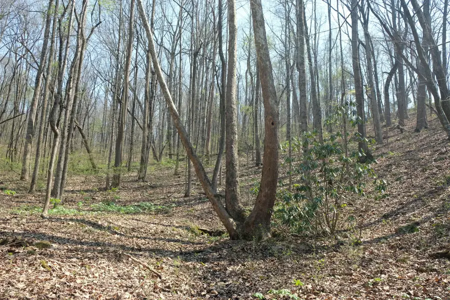 3578 Wolf Creek Road, Spring City, TN 37381 - #2