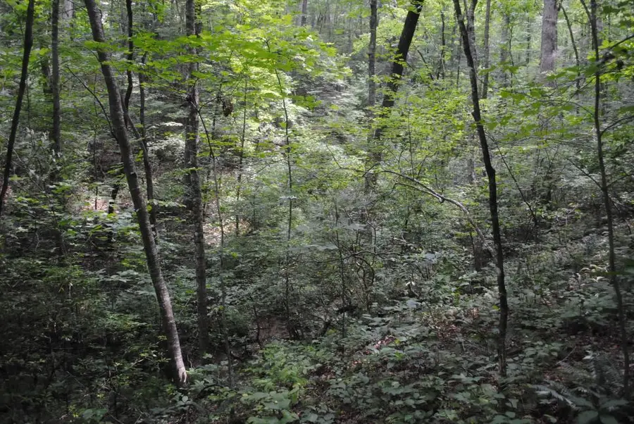600 Dickerson Drive, Ellijay, GA 30536 - #2