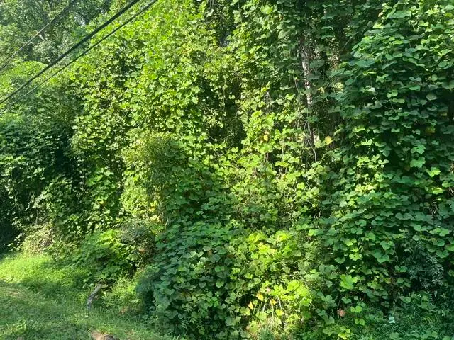 8821 Gann Road #1, Soddy Daisy, TN 37379 - #3