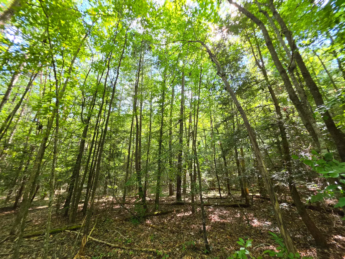 8 Northcutts Cove Road, Beersheba Springs, TN 37305 - #1