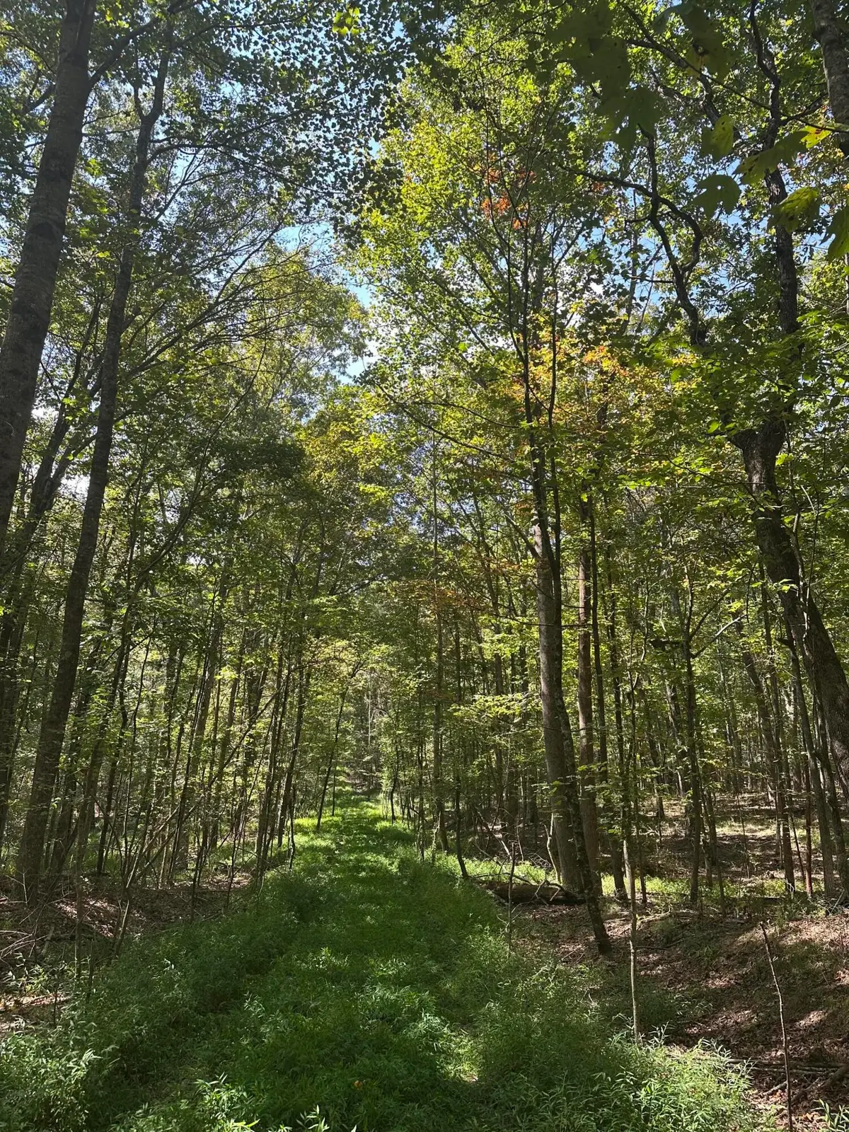 Lot 13 Hickory Hollow Sub Road #Lot 13, Tracy City, TN 37387 - #1