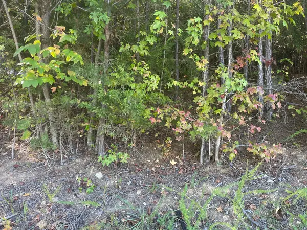 2463 Burton Road, Sale Creek, TN 37373