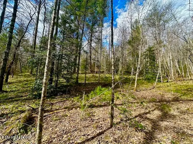 144 Gunter Place Place, Sunbright, TN 37872 - Image #2