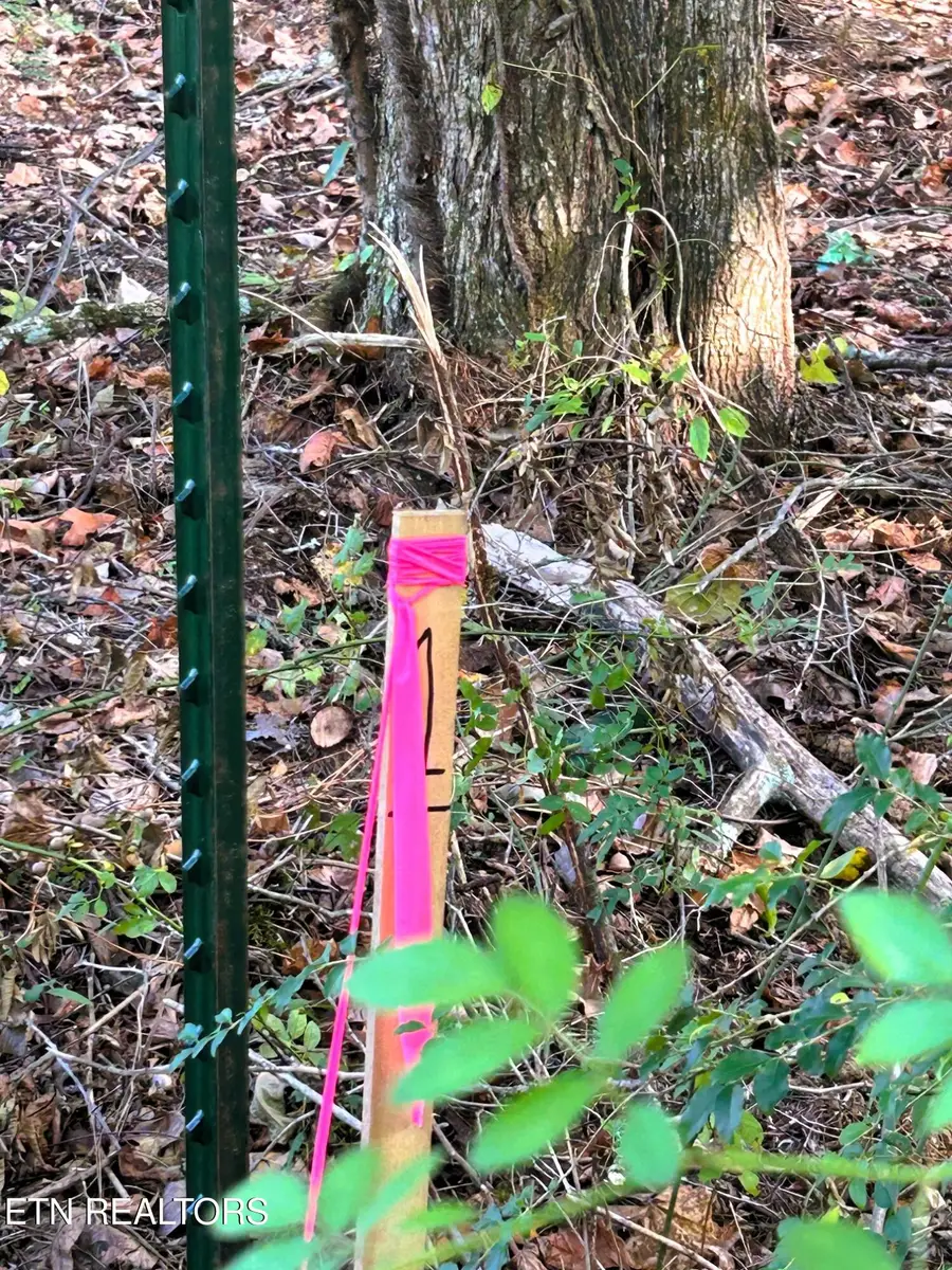 Tract 1 Pleasant Hill Road, Ten Mile, TN 37880 - Image #2