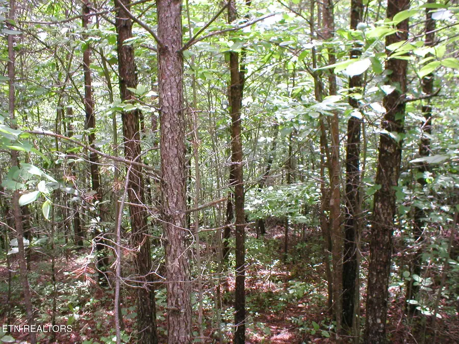 50 E Cove Rd, Monterey, TN 38574 - Image #2