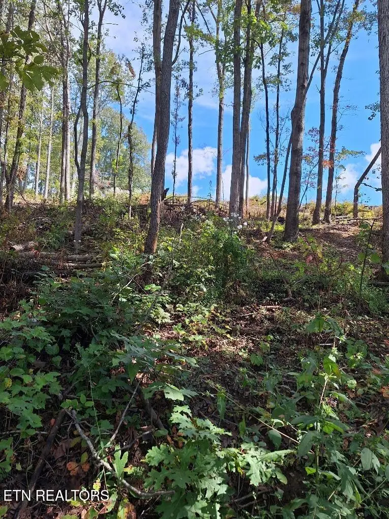 Old Cave Springs Rd, Tazewell, TN 37879 - #1