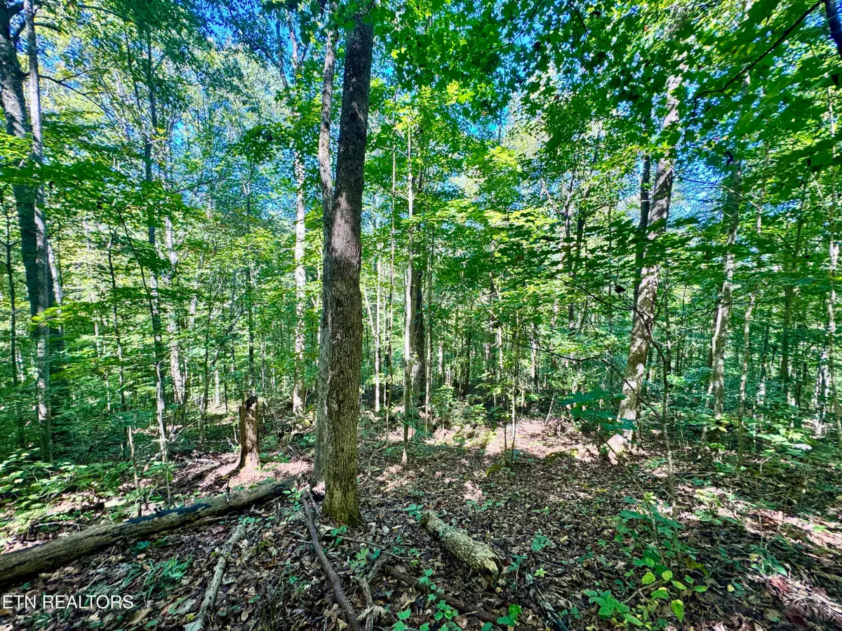 Lot 53 W Bobcat Lane, Wilder, TN 38589 - Image #1