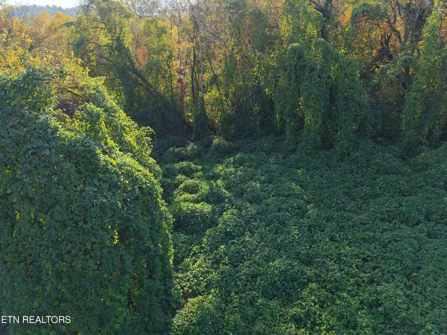 1831 SE Natchez Ave, Knoxville, TN 37915 - Image #3