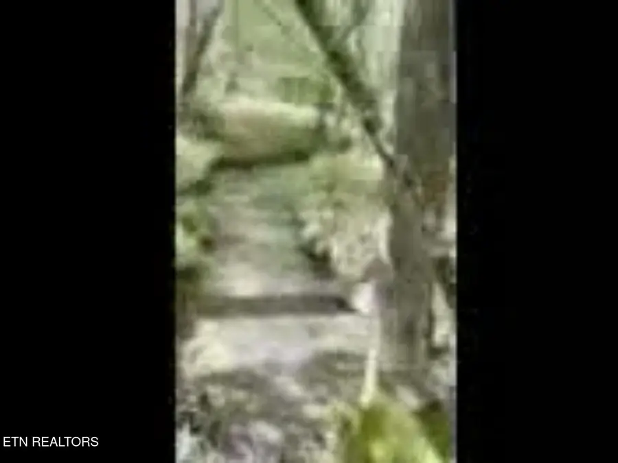 Peter Ford Rd, Sunbright, TN 37872 - Image #3