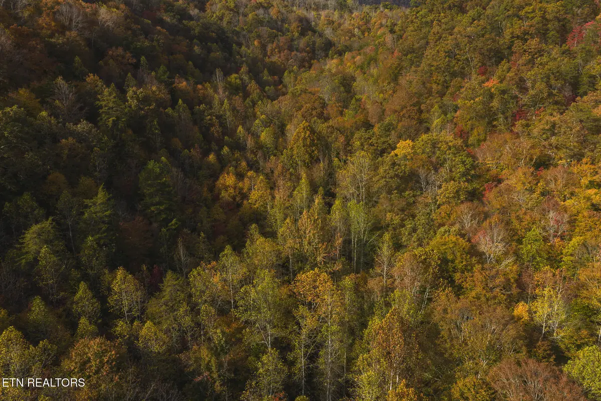 0 Livesay Chapel Rd, Kyles Ford, TN 37765 - Image #1