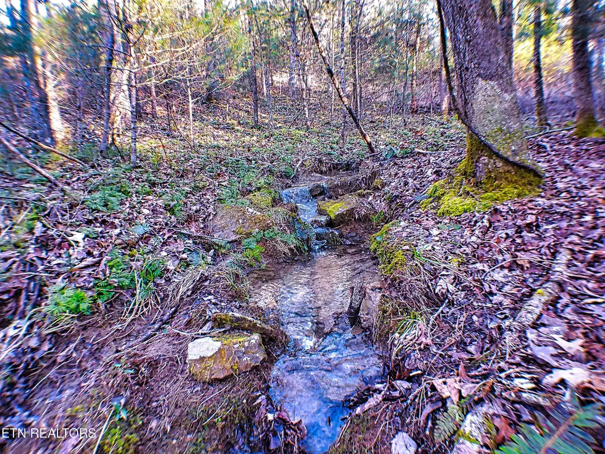 144 Charlie Jones Rd, Deer Lodge, TN 37726 - Image #1