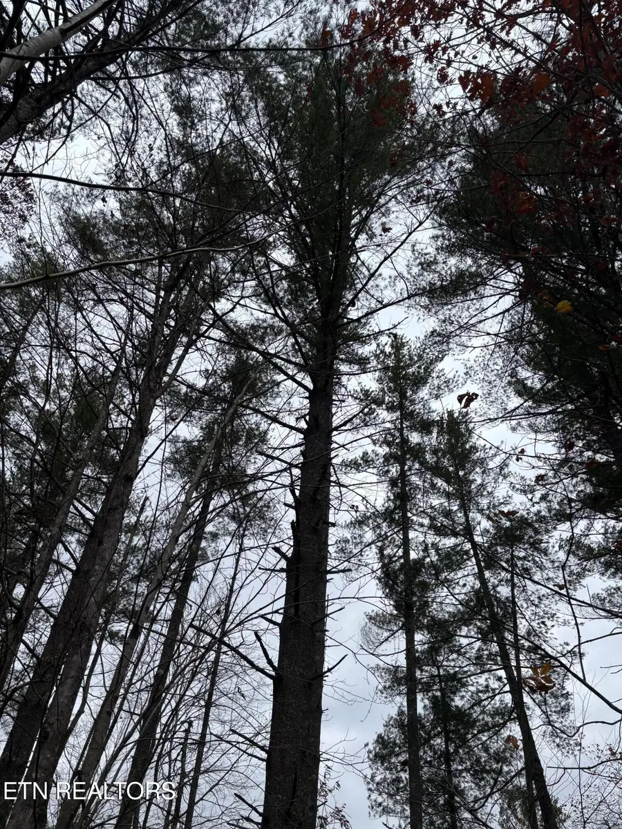 167 Balfour Drive, Harriman, TN 37748 - Image #3