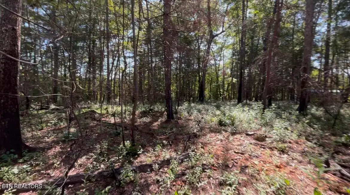 241 Star Lake Way, Deer Lodge, TN 37726 - Image #1