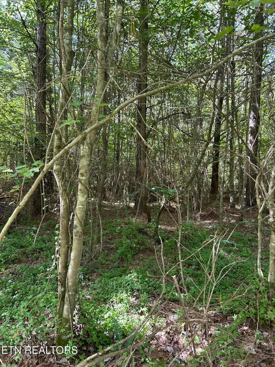 241 Star Lake Way, Deer Lodge, TN 37726 - Image #3