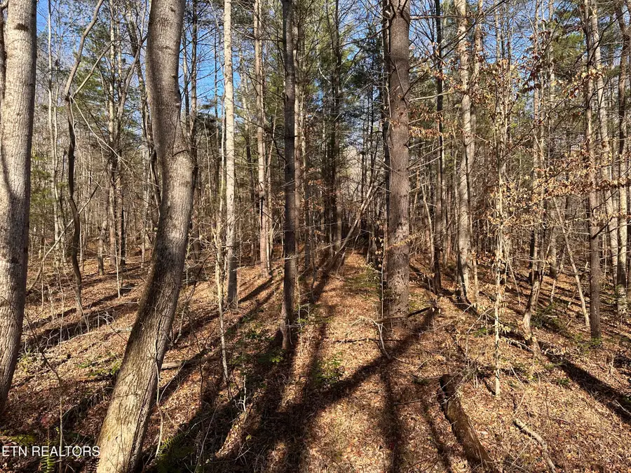 14.56 Acres Hwy 52, Robbins, TN 37852 - Image #3