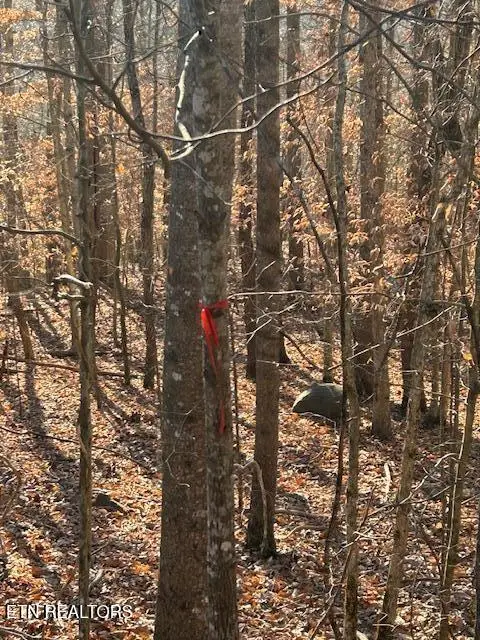 Whistle Valley Rd, New Tazewell, TN 37825 - Image #3