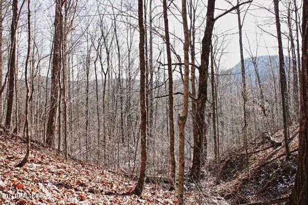 Cheynne Drive, Jamestown, TN 38556