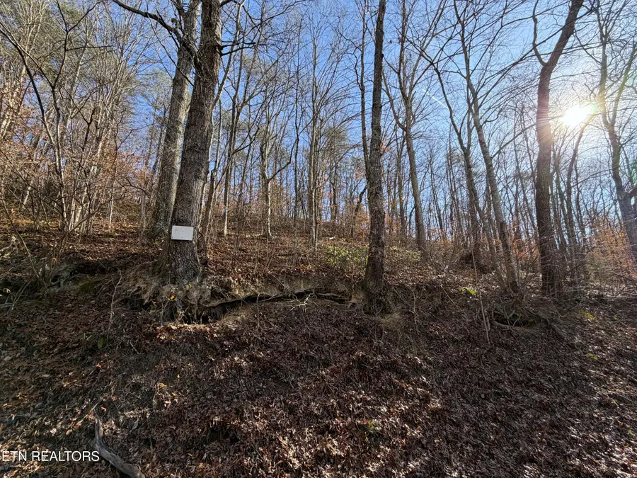 5.97 Ac Avondale Hollow Rd, Rutledge, TN 37861 - Image #3