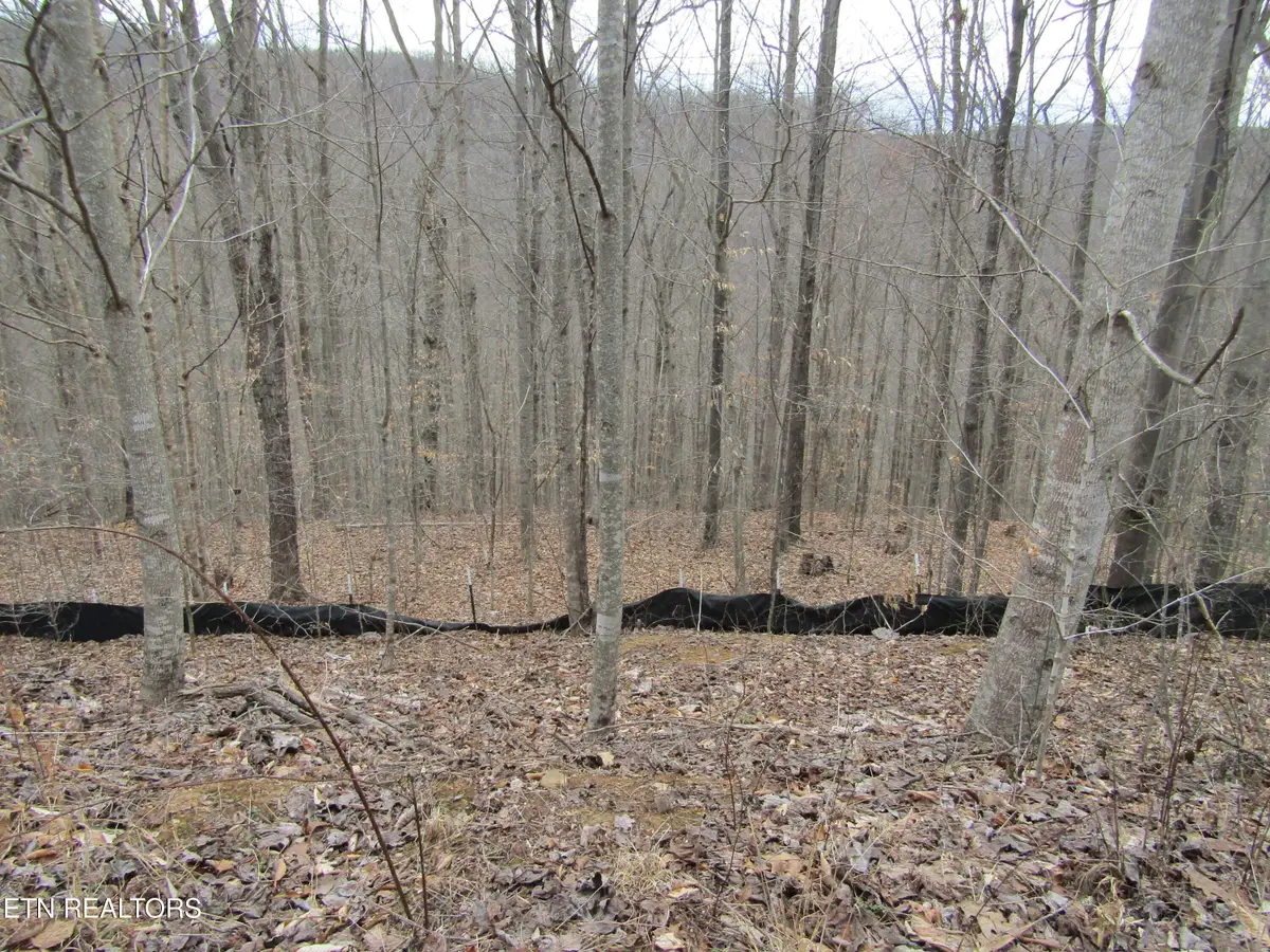 Lot 60 W Bobcat Lane, Wilder, TN 38589 - #1
