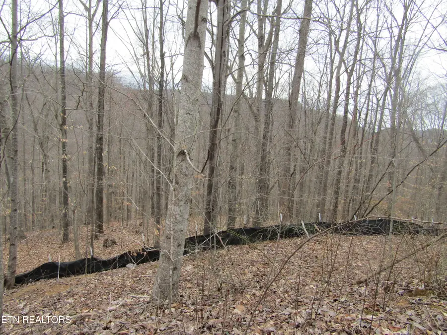 Lot 60 W Bobcat Lane, Wilder, TN 38589 - #3