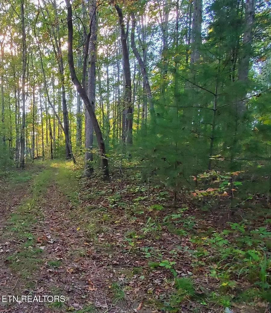 2036 Helenwood Detour Rd, Helenwood, TN 37755 - Image #3