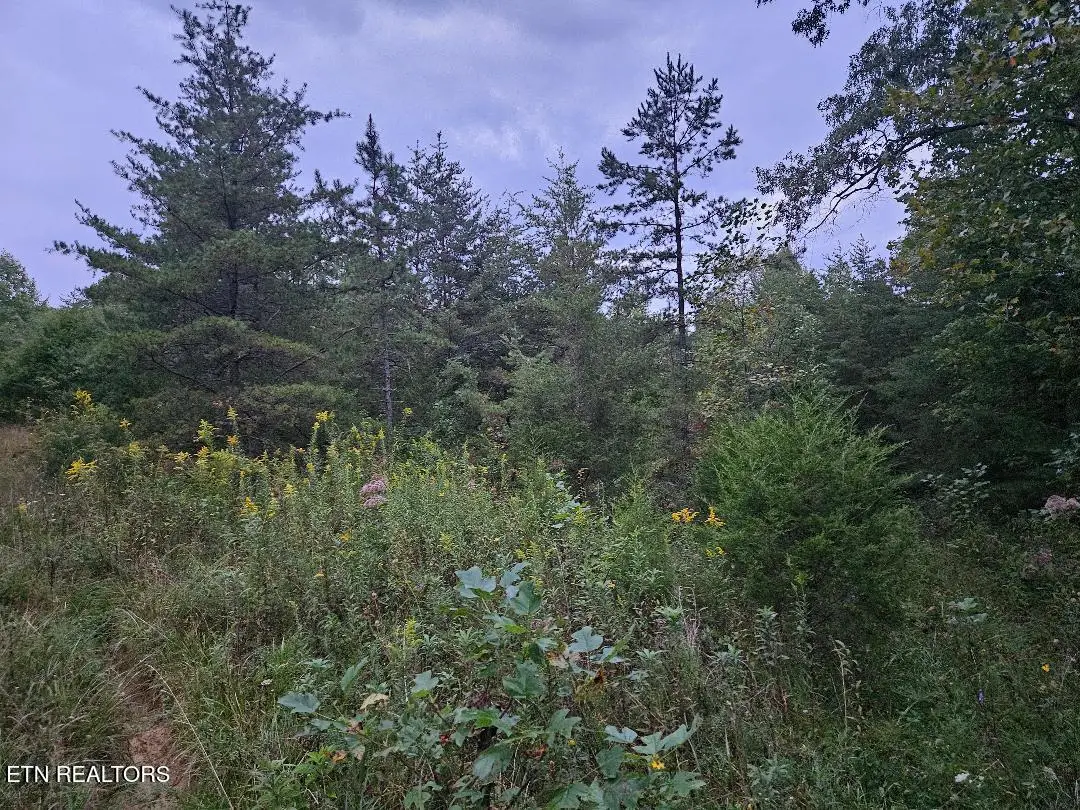 00 Sandy Rd N/o Rd, Wilder, TN 38589 - #1