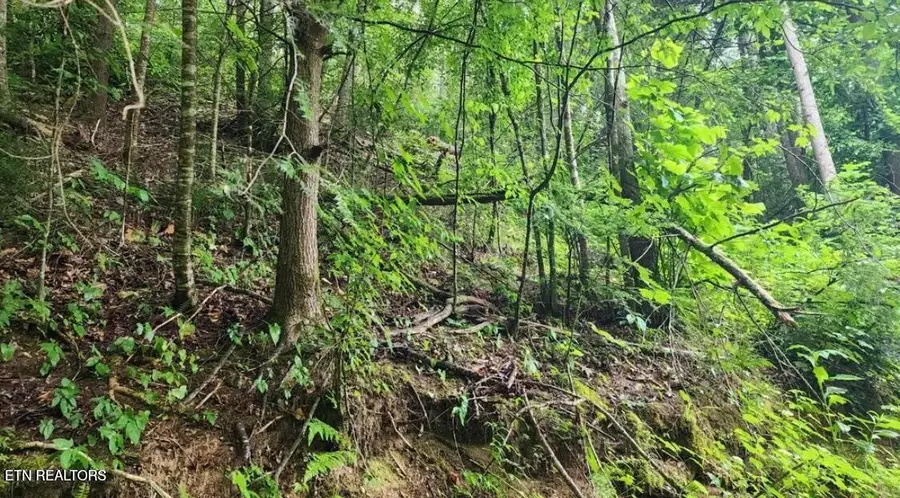 4473 Chavis Rd, Cosby, TN 37722 - #3