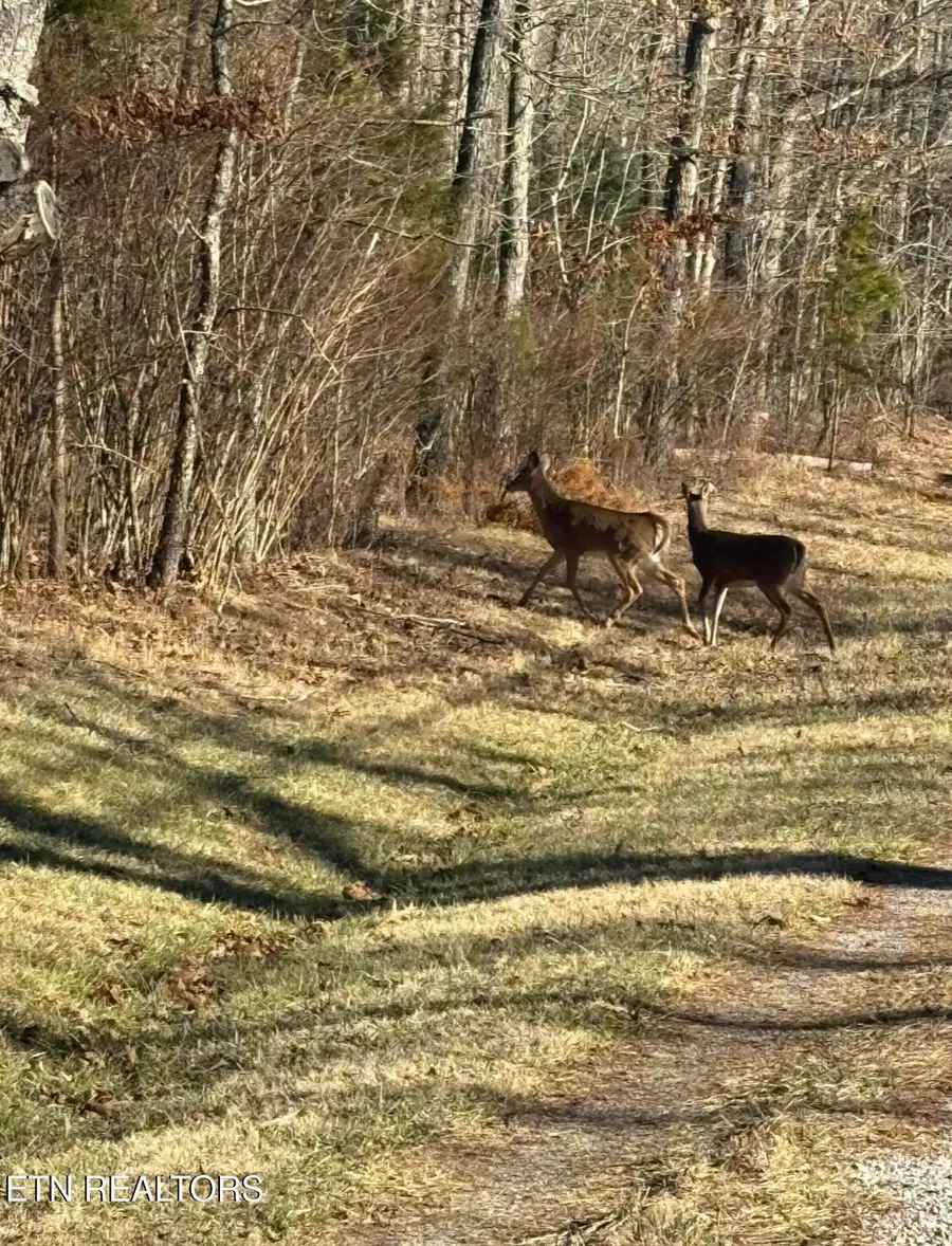 1015 Gray Eagle Drive, Crossville, TN 38572 - Image #3