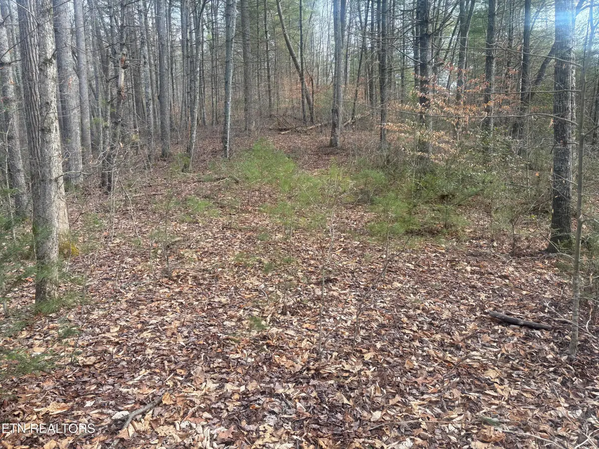 --- Sugar Maple Way, Del Rio, TN 37727 - #1