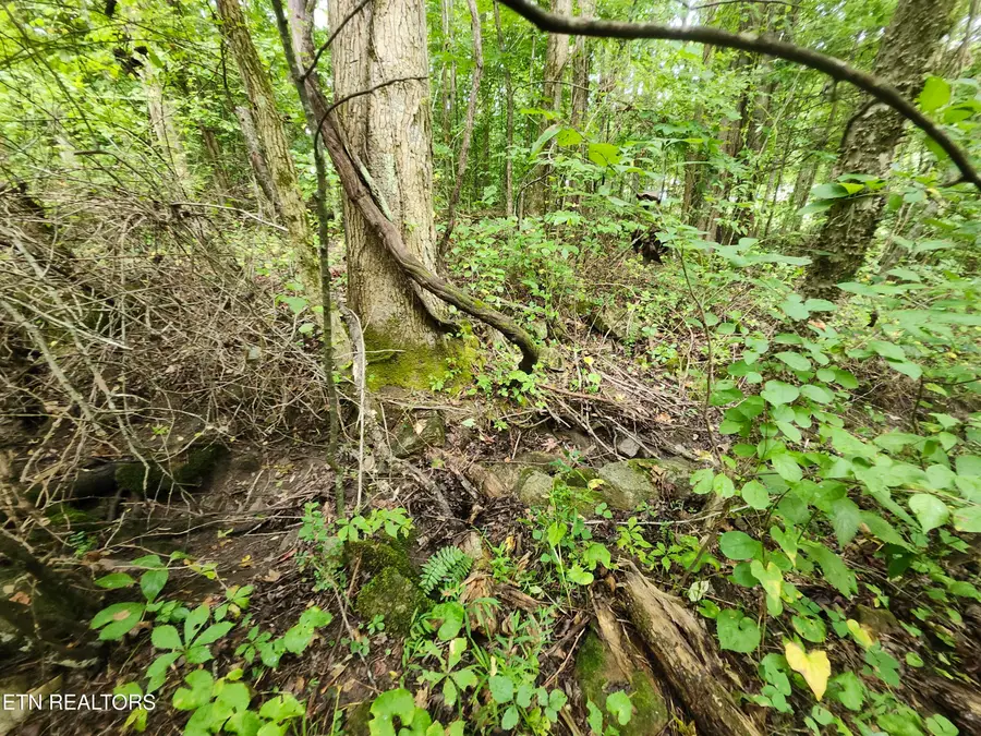 Lot 1 Timber Lake Drive, Cosby, TN 37722 - #2
