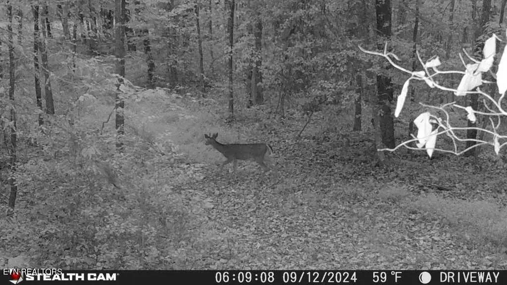 Smith Mountain Rd, Rockwood, TN 37854 - #1