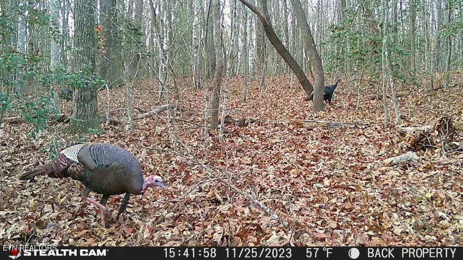 Smith Mountain Rd, Rockwood, TN 37854 - #2