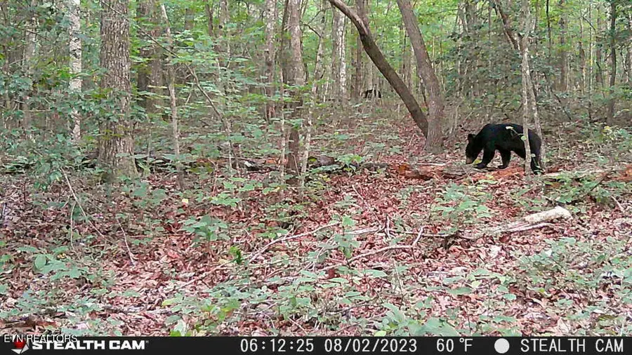 Smith Mountain Rd, Rockwood, TN 37854 - #3