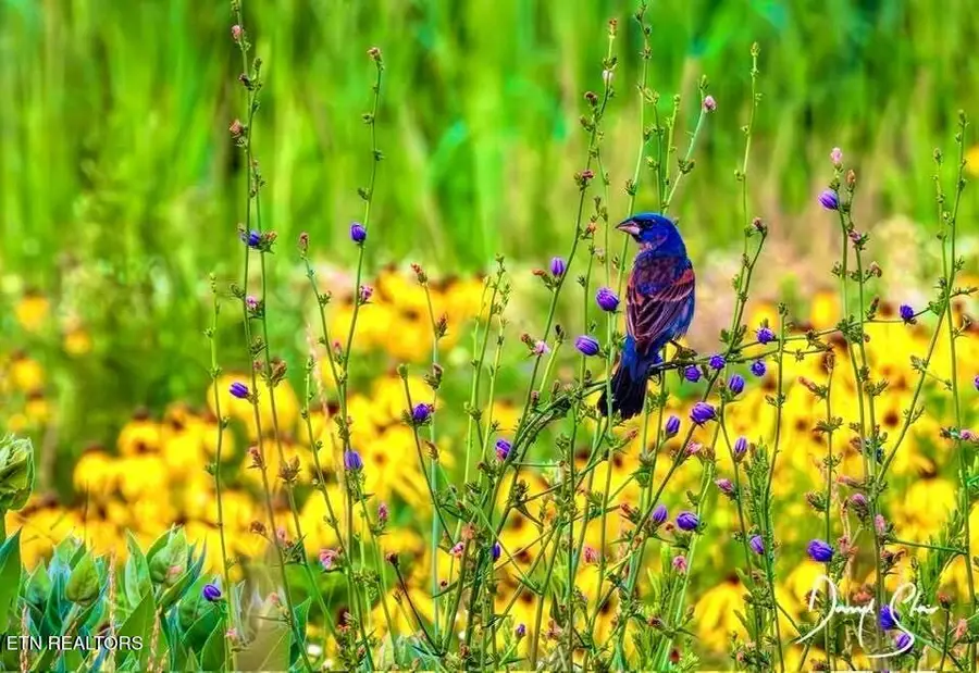 105 Cozy Manor Way, Clinton, TN 37716 - #3