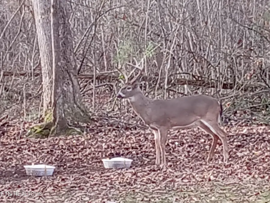 788 Dooley Hollow Rd, Ewing, VA 24248 - #2