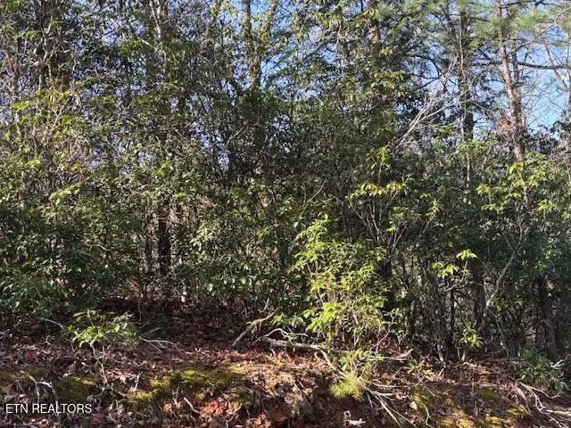 1915 Buckeye View Way, Sevierville, TN 37876 - #3